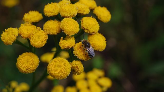 wolowice-przyroda-lipiec-2010-001