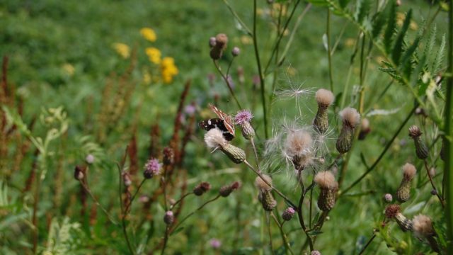 wolowice-przyroda-lipiec-2010-002