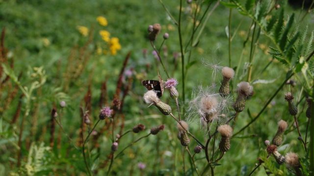 wolowice-przyroda-lipiec-2010-003