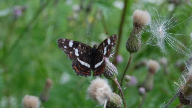 wolowice-przyroda-lipiec-2010-004