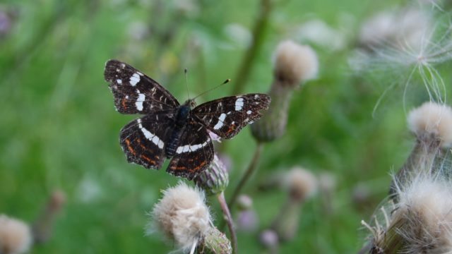 wolowice-przyroda-lipiec-2010-005