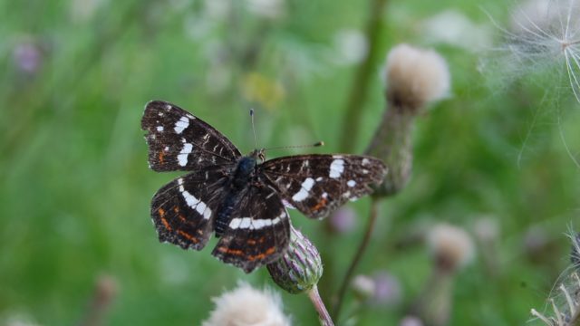 wolowice-przyroda-lipiec-2010-006