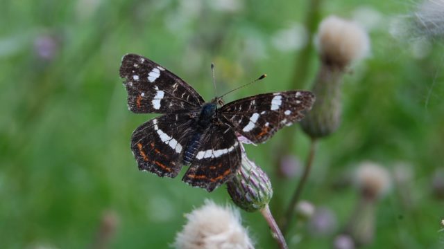 wolowice-przyroda-lipiec-2010-007