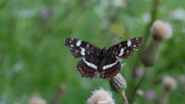 wolowice-przyroda-lipiec-2010-008