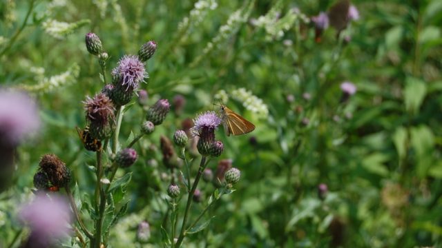 wolowice-przyroda-lipiec-2010-010