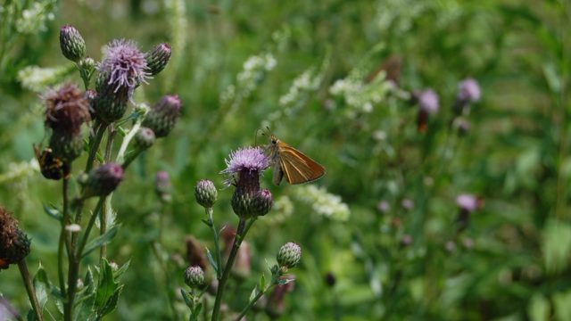 wolowice-przyroda-lipiec-2010-011