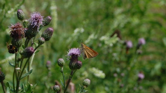 wolowice-przyroda-lipiec-2010-012