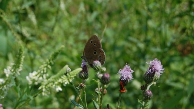 wolowice-przyroda-lipiec-2010-013