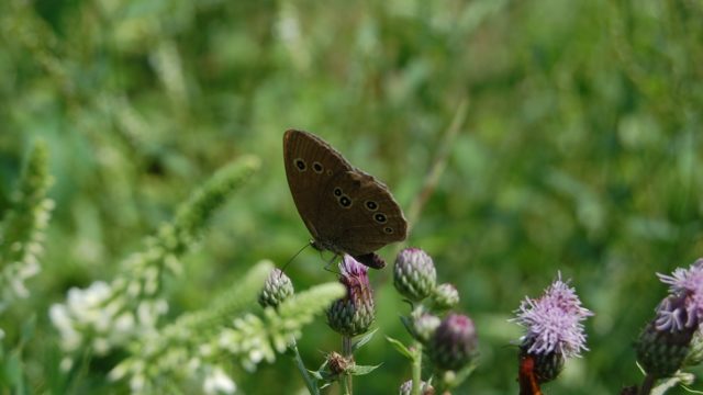 wolowice-przyroda-lipiec-2010-014