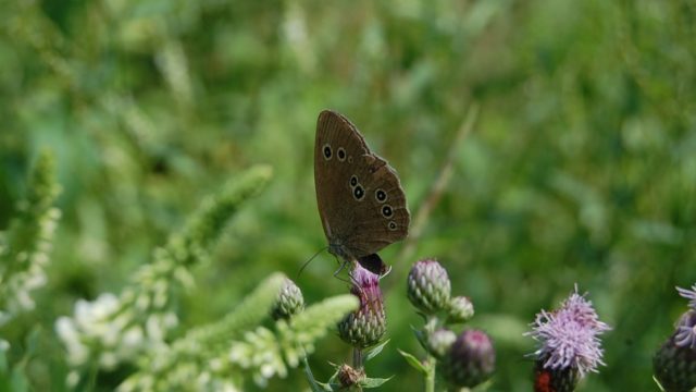 wolowice-przyroda-lipiec-2010-015