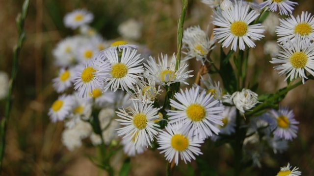 wolowice-przyroda-lipiec-2010-016