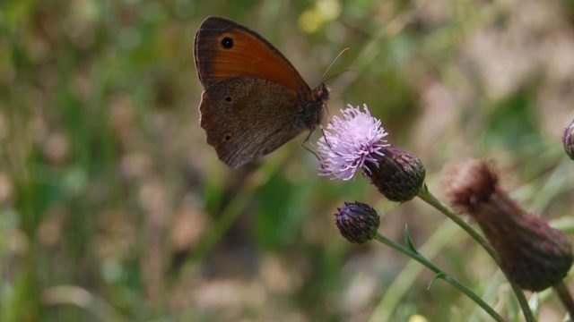 wolowice-przyroda-lipiec-2010-017