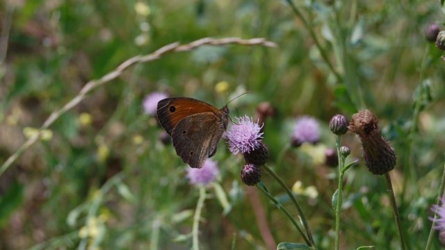 wolowice-przyroda-lipiec-2010-018