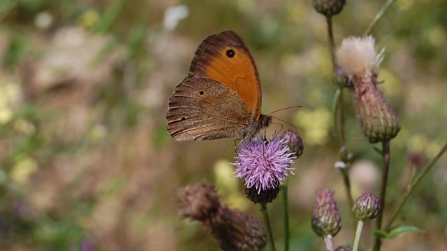 wolowice-przyroda-lipiec-2010-020