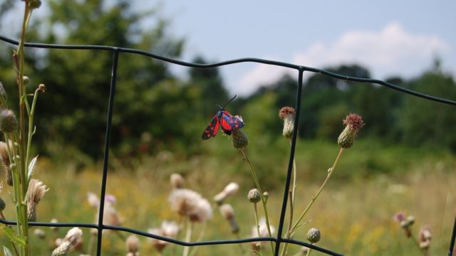 wolowice-przyroda-lipiec-2010-022