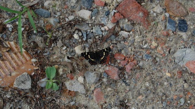 wolowice-przyroda-lipiec-2010-023