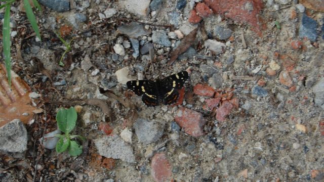 wolowice-przyroda-lipiec-2010-024