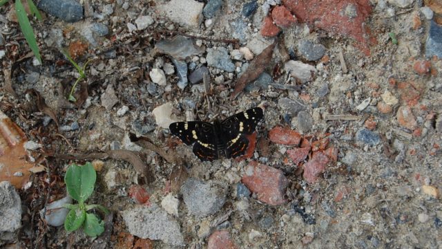 wolowice-przyroda-lipiec-2010-025