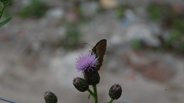 wolowice-przyroda-lipiec-2010-026