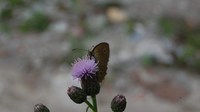 wolowice-przyroda-lipiec-2010-027