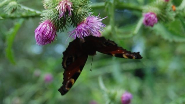 wolowice-przyroda-lipiec-2010-029