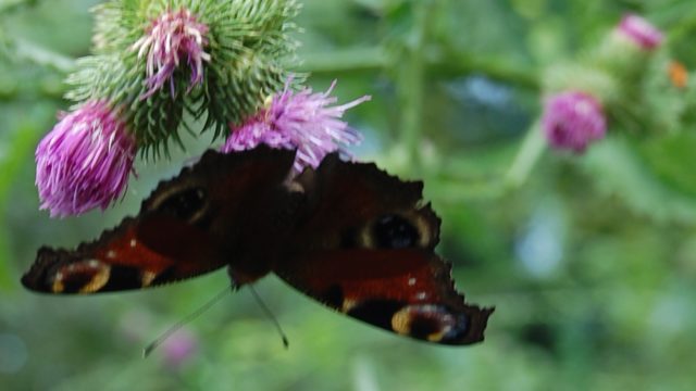 wolowice-przyroda-lipiec-2010-030