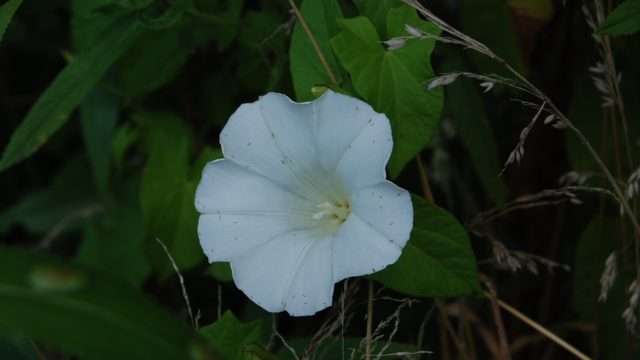 wolowice-przyroda-lipiec-2010-033