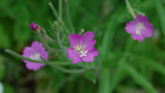 wolowice-przyroda-lipiec-2010-034