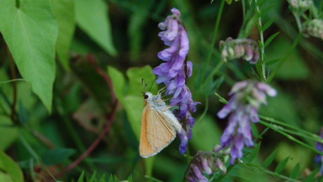 wolowice-przyroda-lipiec-2010-038