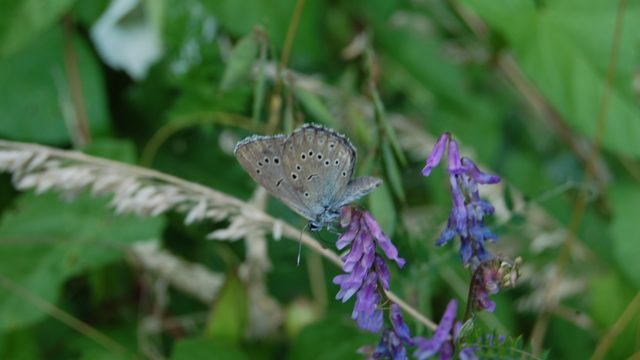 wolowice-przyroda-lipiec-2010-041