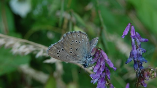 wolowice-przyroda-lipiec-2010-044