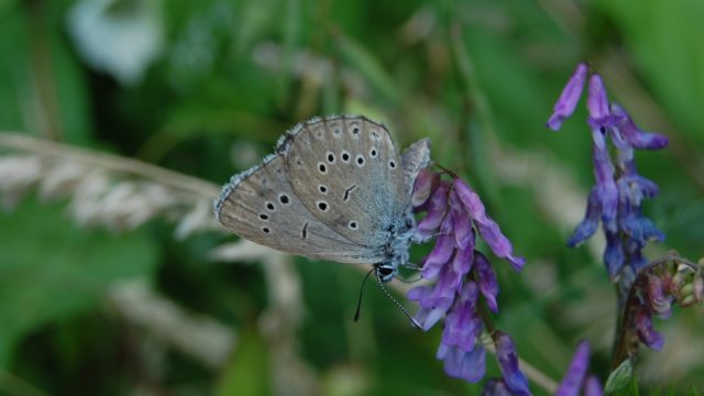 wolowice-przyroda-lipiec-2010-045