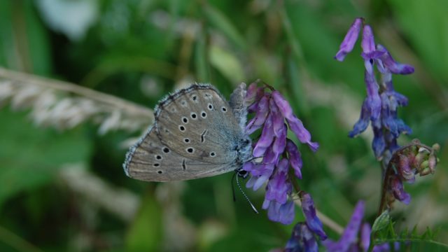 wolowice-przyroda-lipiec-2010-046