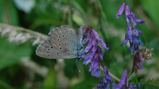 wolowice-przyroda-lipiec-2010-047