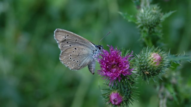 wolowice-przyroda-lipiec-2010-048