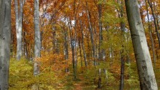 Las bukowy na górze Chełm w Czernichowie