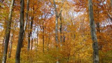 Las bukowy na górze Chełm w Czernichowie