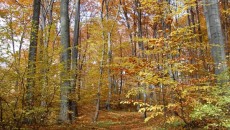 Las bukowy na górze Chełm w Czernichowie