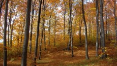 Las bukowy na górze Chełm w Czernichowie