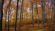 Las bukowy na górze Chełm w Czernichowie