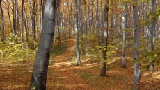 Las bukowy na górze Chełm w Czernichowie