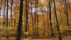 Las bukowy na górze Chełm w Czernichowie