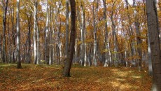 Las bukowy na górze Chełm w Czernichowie