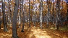 Las bukowy na górze Chełm w Czernichowie