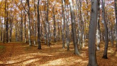 Las bukowy na górze Chełm w Czernichowie