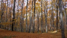 Las bukowy na górze Chełm w Czernichowie