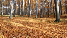 Las bukowy na górze Chełm w Czernichowie