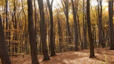Las bukowy na górze Chełm w Czernichowie
