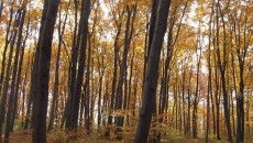 Las bukowy na górze Chełm w Czernichowie