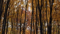 Las bukowy na górze Chełm w Czernichowie